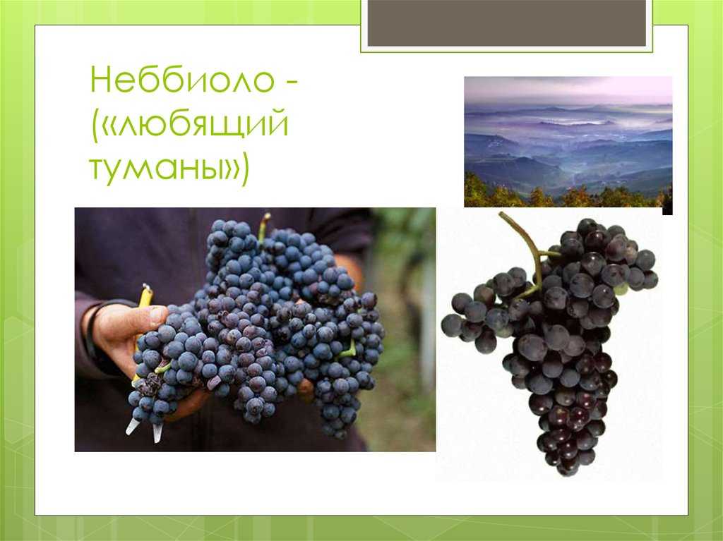 Отличная беседка и вкусный урожай — виноград «галбена ноу»