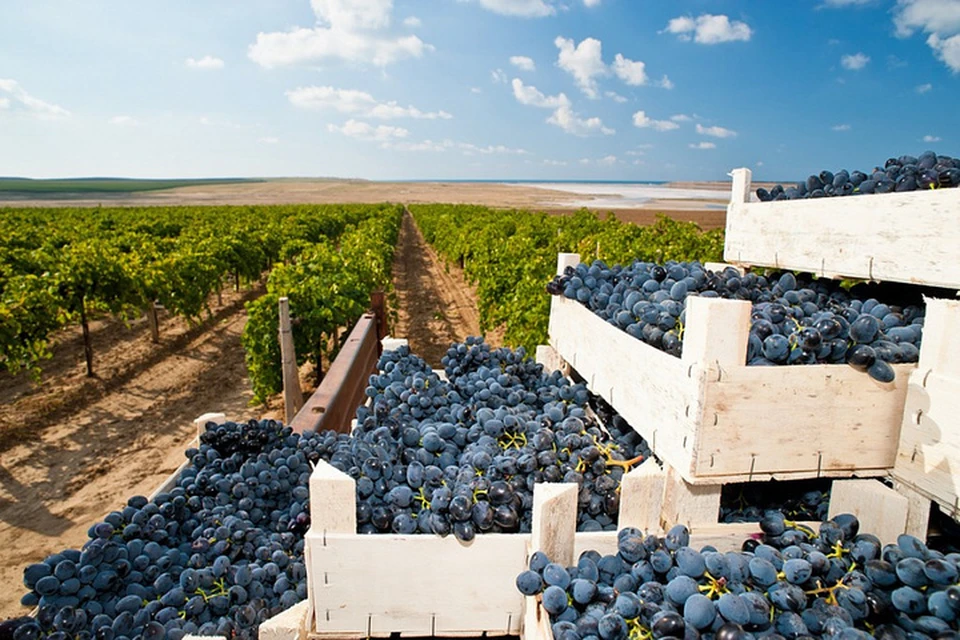 ᐉ краткие сведения о развитии виноградарства и виноделия в мире - предисловие и введение к т. 1 - roza-zanoza.ru