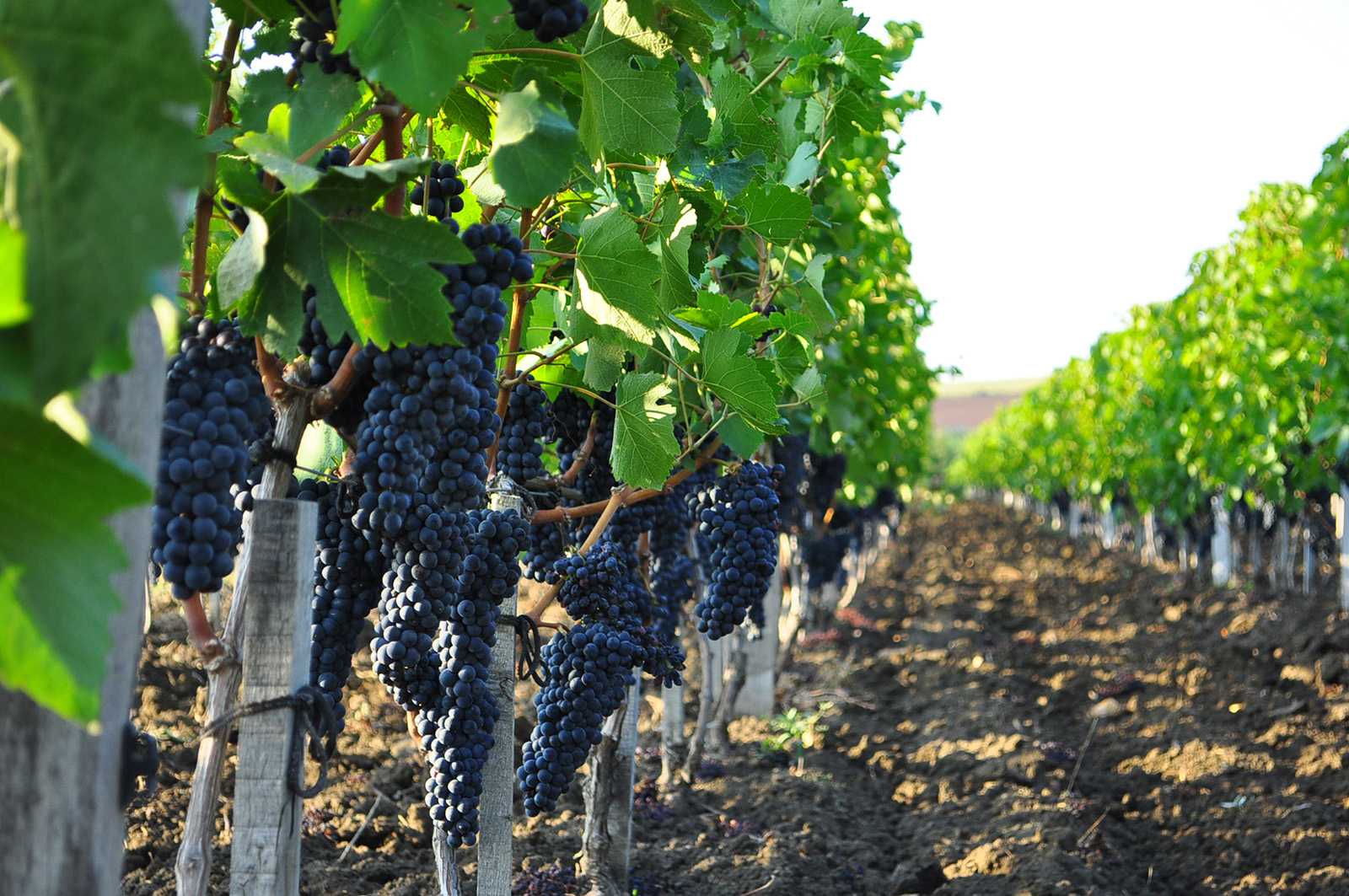 История виноделия франции | wine expertise