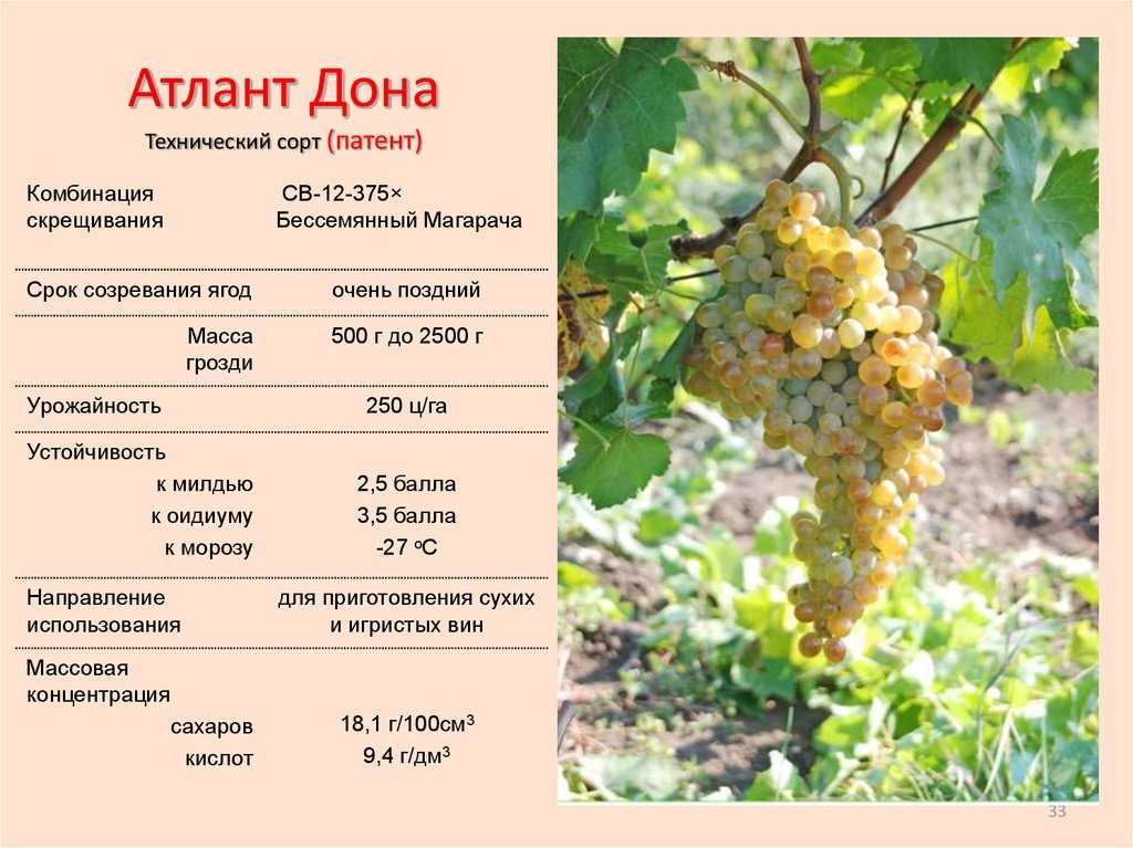 Сорта винограда для вина – 15 лучших сортов 2022 года | огородникам инфо