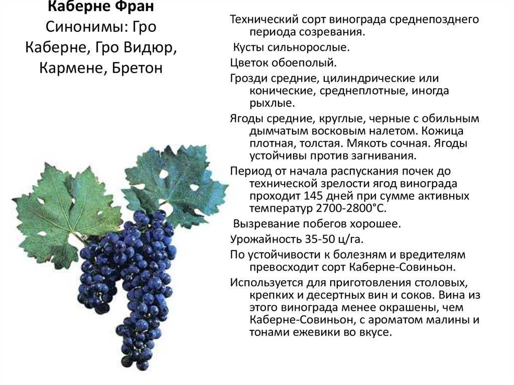 Вина краснодарского края, виноделие краснодарского края, терруар | wine expertise