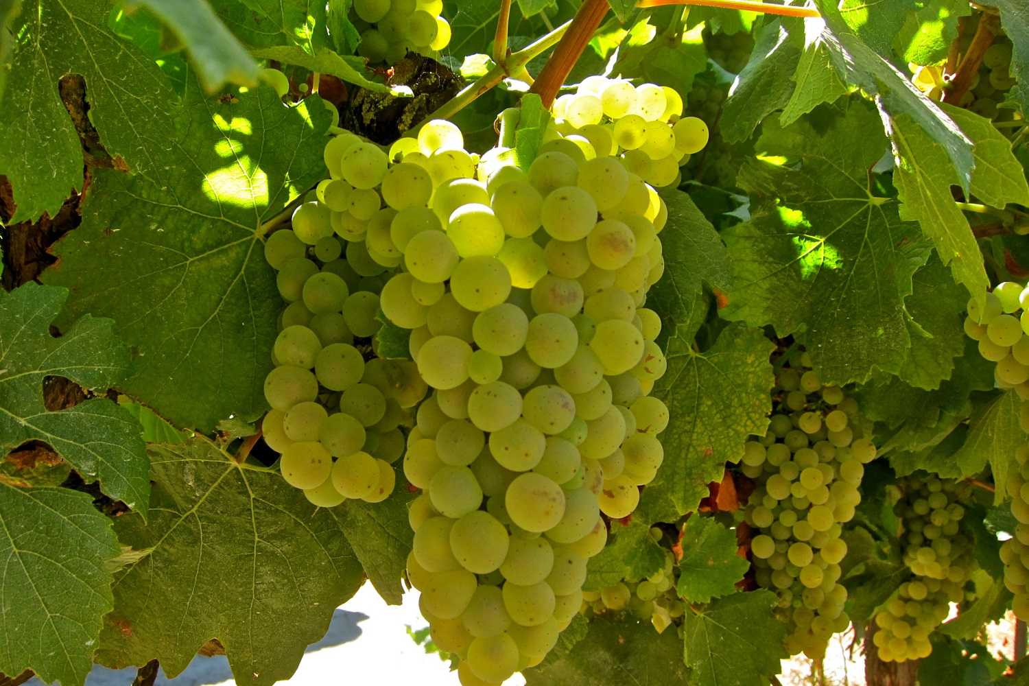 Характеристика винограда сорта алиготе