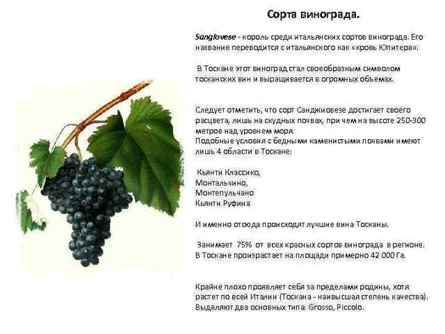 Виноделие сша | wine expertise