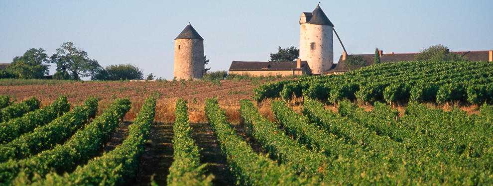 Главное о винах венгрии: лучшие винные туры