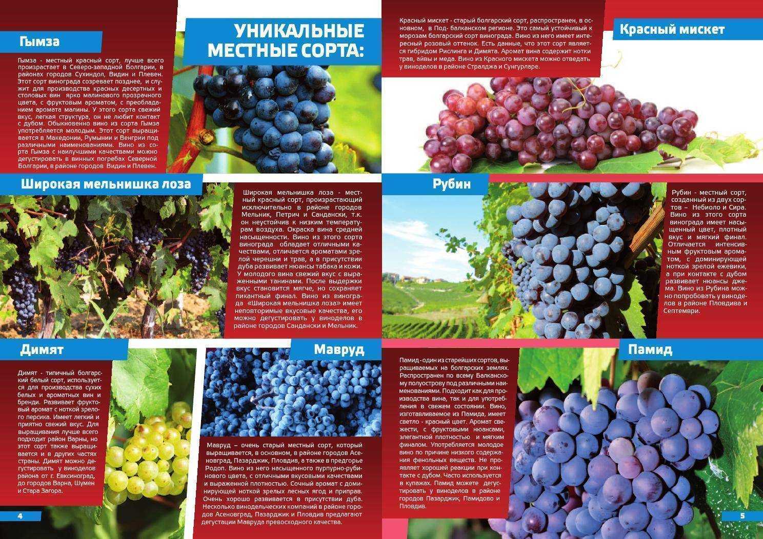 Лучшие сорта винограда для производства вина. какие подойдут для подмосковья и сибири – сайт о винограде и вине