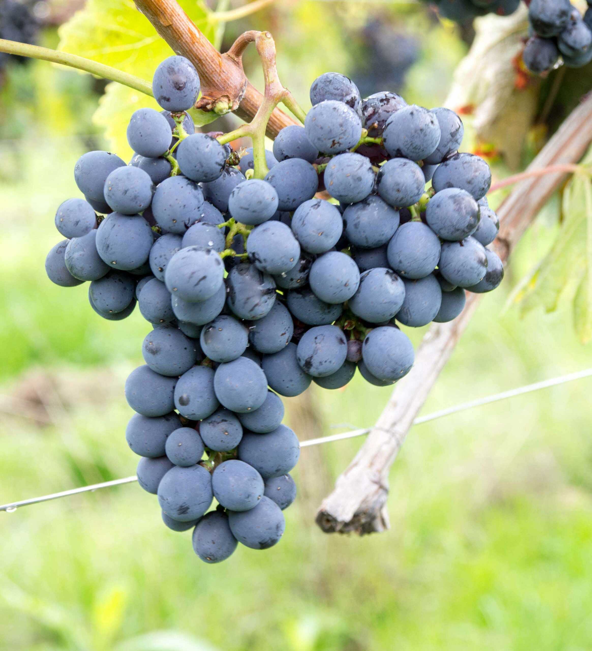 Zinfandel (зинфандель) – самый американский сорт винограда и вина производимые из него
