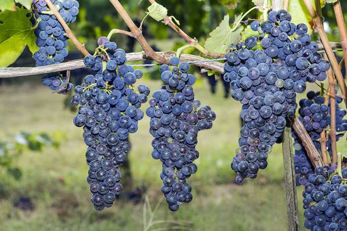 Вино пти вердо красное: сорт винограда, сухое, розовое, аромат, вкус, цвет, география