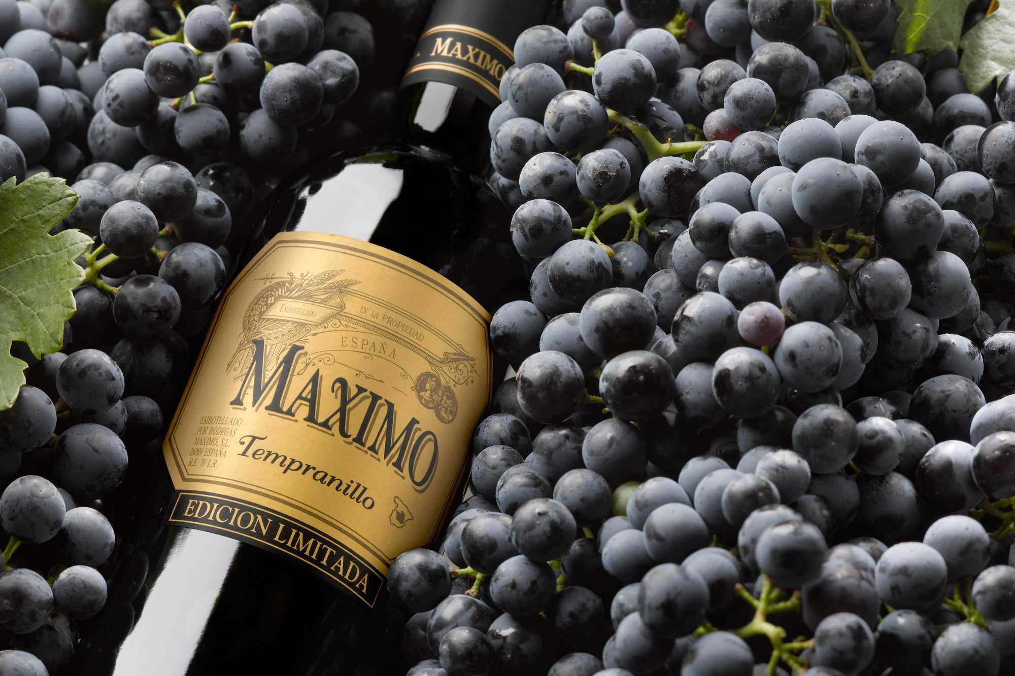 Вина испании – лучшие испанские вина от риохи, до канарских островов