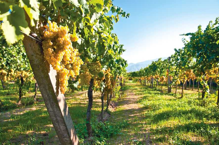 Производство и изготовление вина, карбоническая мацерация в виноделии