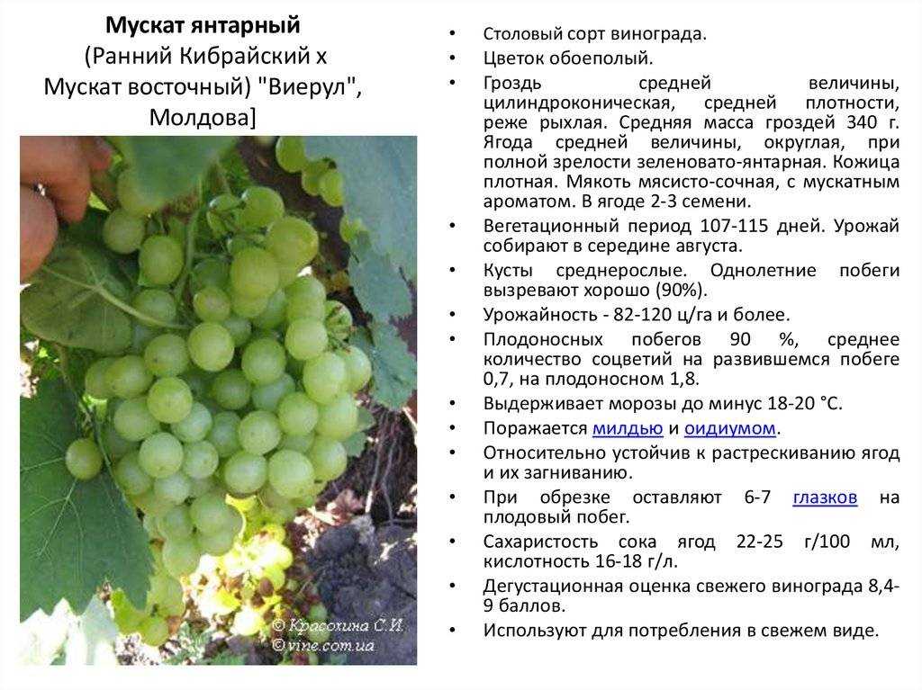 Сорт винограда шираз: особенности сорта, методы ухода, полезные свойства, фото