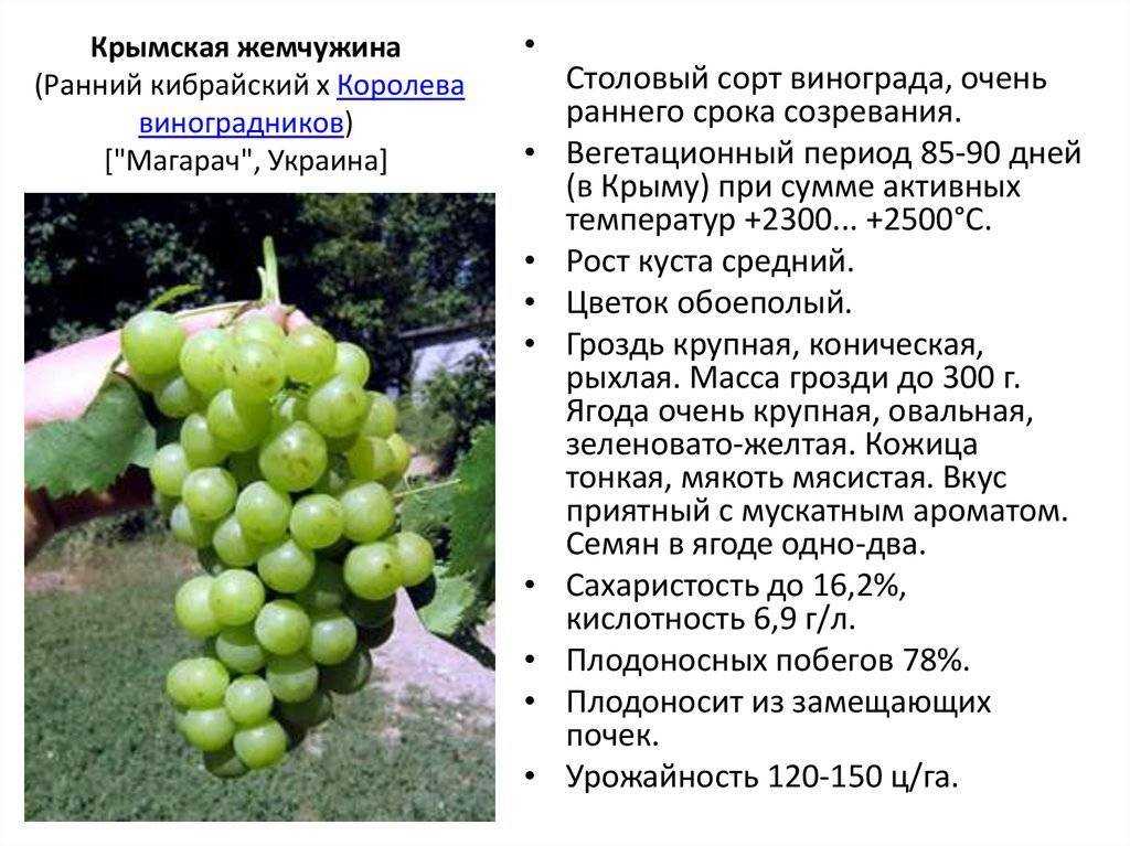 Виноград сорта мерло: описание, фото, урожайность, отзывы