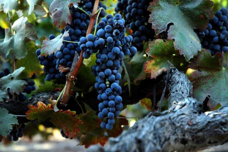Шираз (syrah) - вино сира, описание и характеристика сорта винограда, вкус