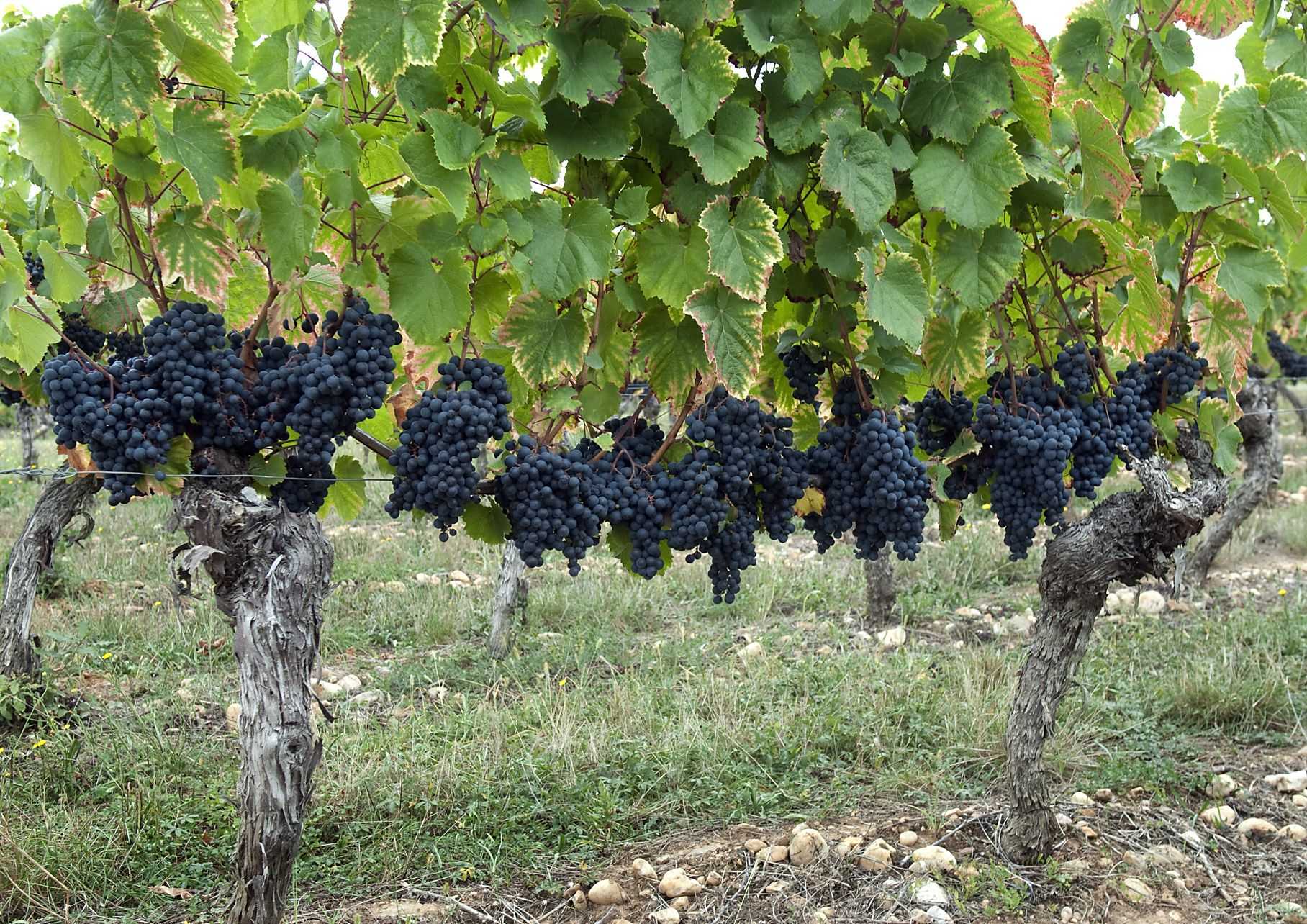 Сорт винограда мальбек: описание характеристик, вина malbec из аргентины и так далее