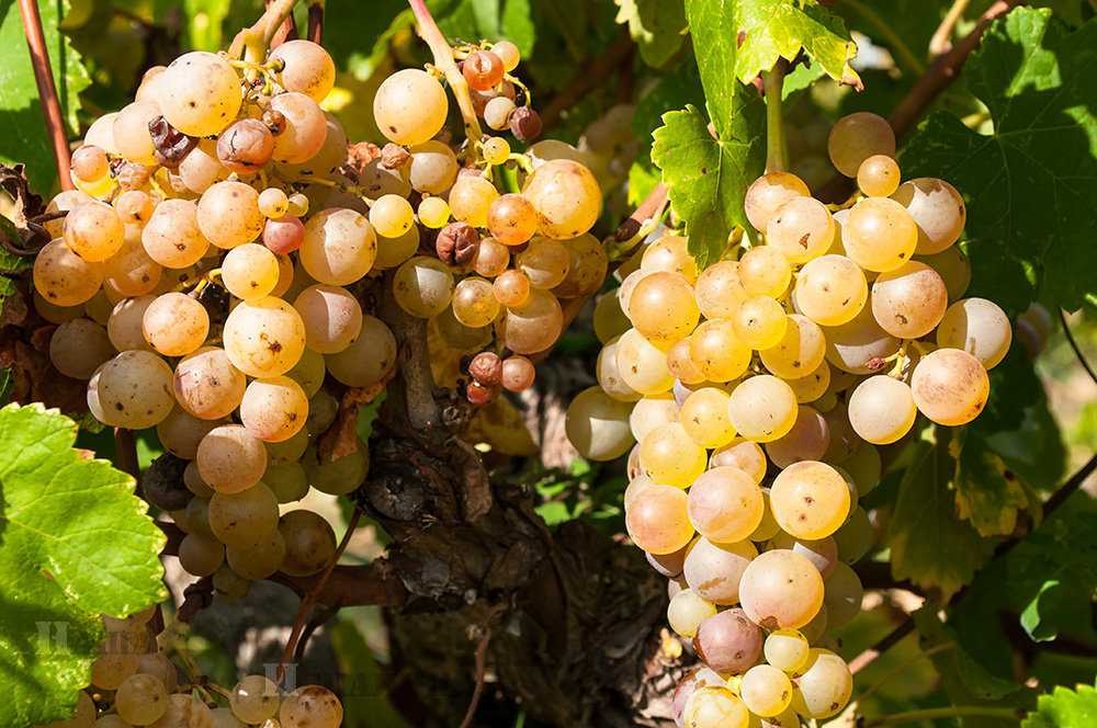Макабео (виура) – все о сорте винограда макабео, вкус, цвет, аромат, география произрастания