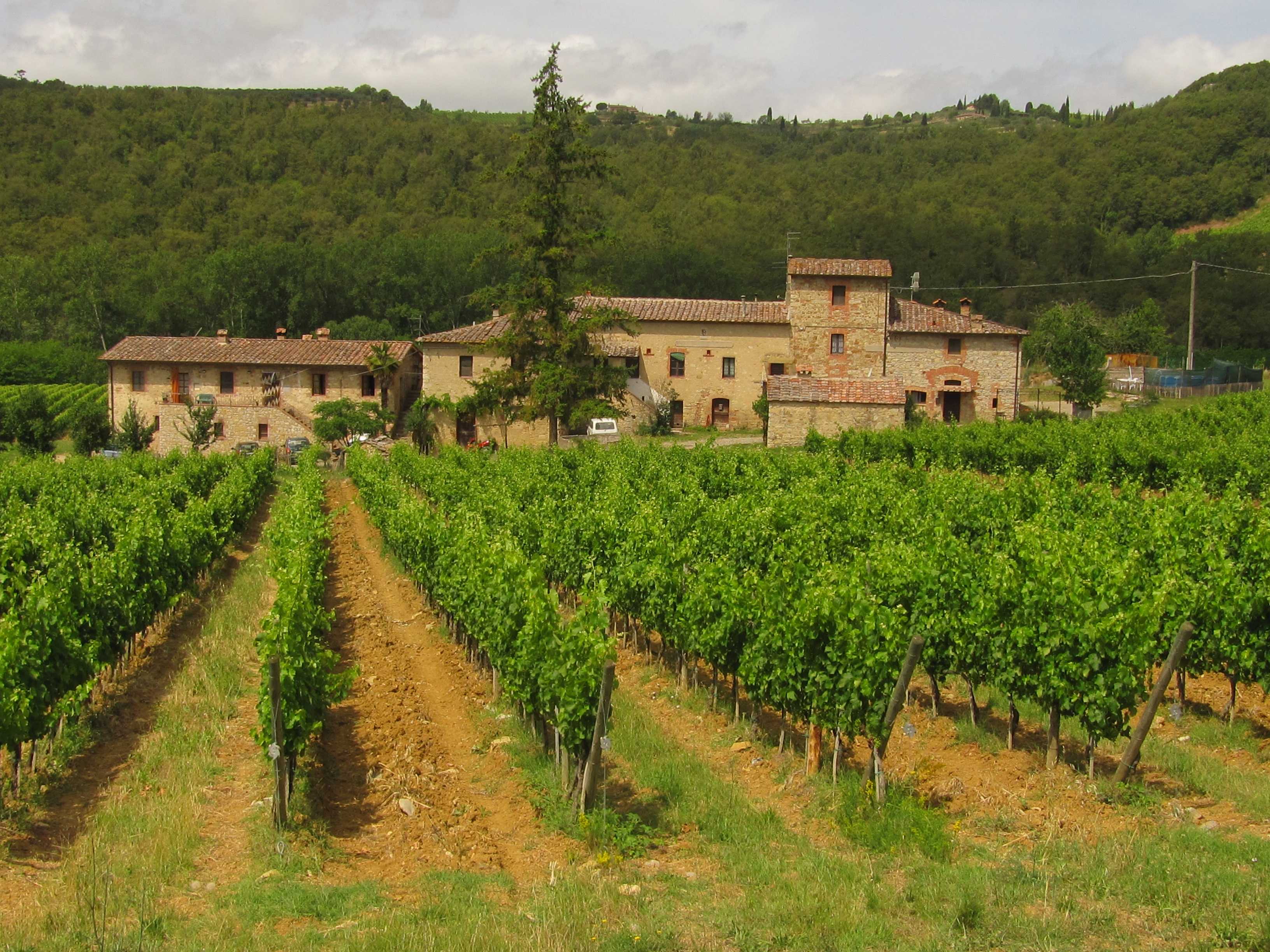 Вино апулия - мир винограда - сайт для виноградарей и виноделов