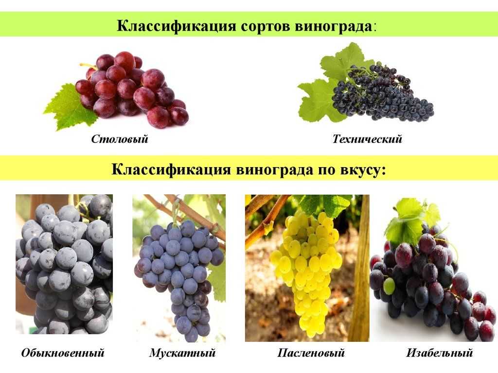 Виноделие грузии: классификация вин, особенности, регионы, сорта, характеристики
