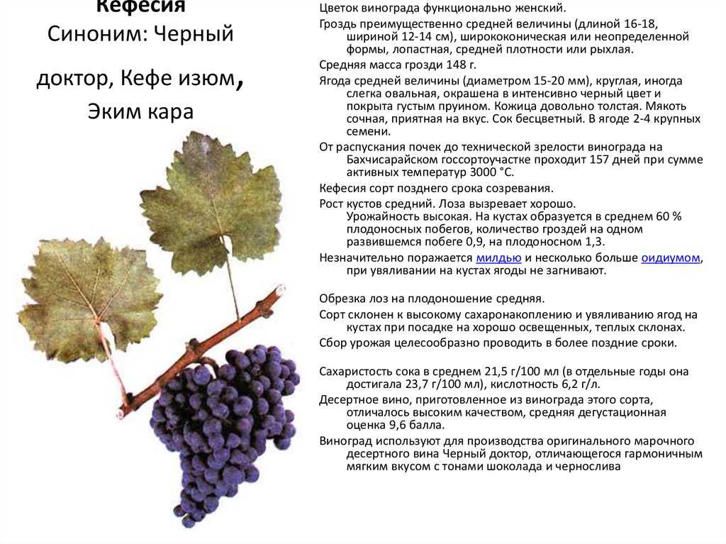 Сорта винограда для вина: секреты виноделия и обзор лучших сортов
