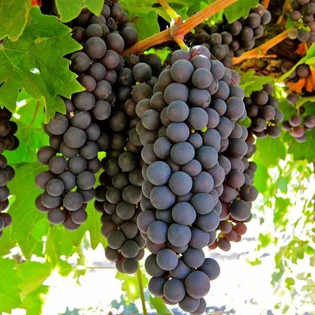 Сорт винограда примитиво и вина из него - блог vintage-m