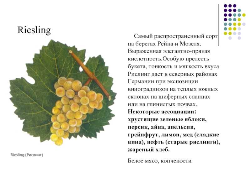 Рислинг (riesling) - сорт винограда