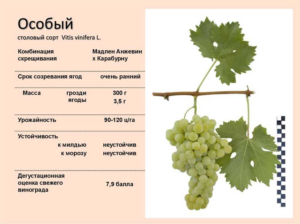 Лучшие вина грузии: какие сорта грузинского вина стоит привезти