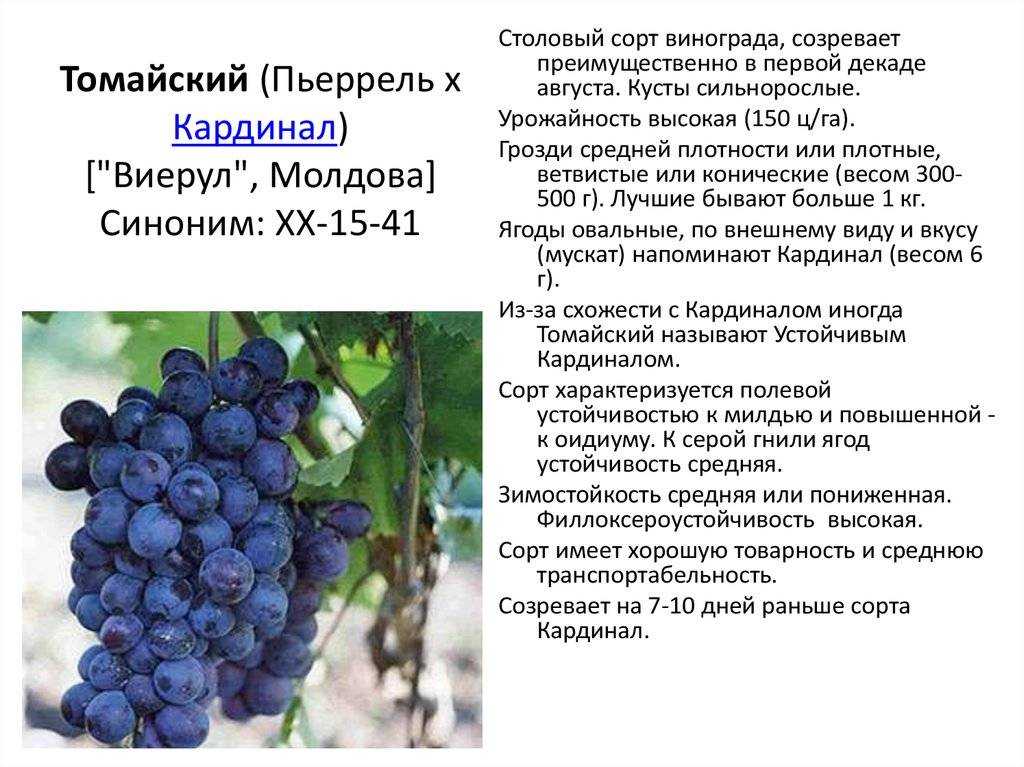 Гарнача: история и характер сорта винограда