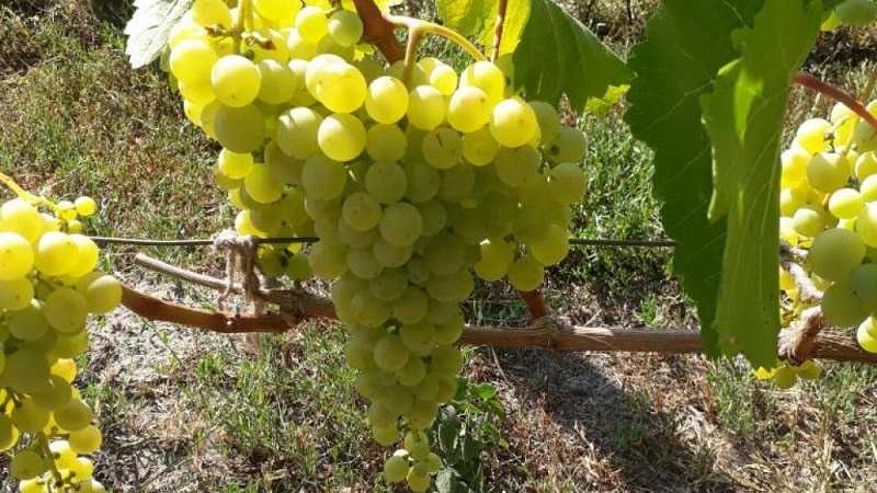 Грузинские виноградники — цицка, цоликаури, чекобали