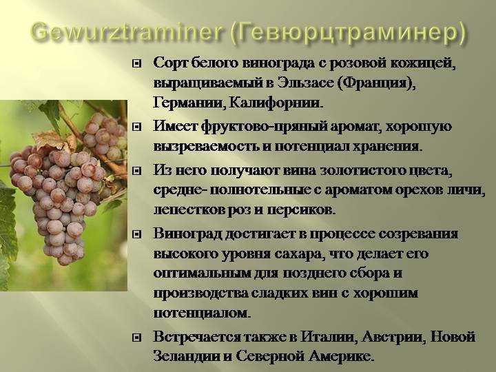Виноград мерло: описание сорта, фото и таблица характеристик