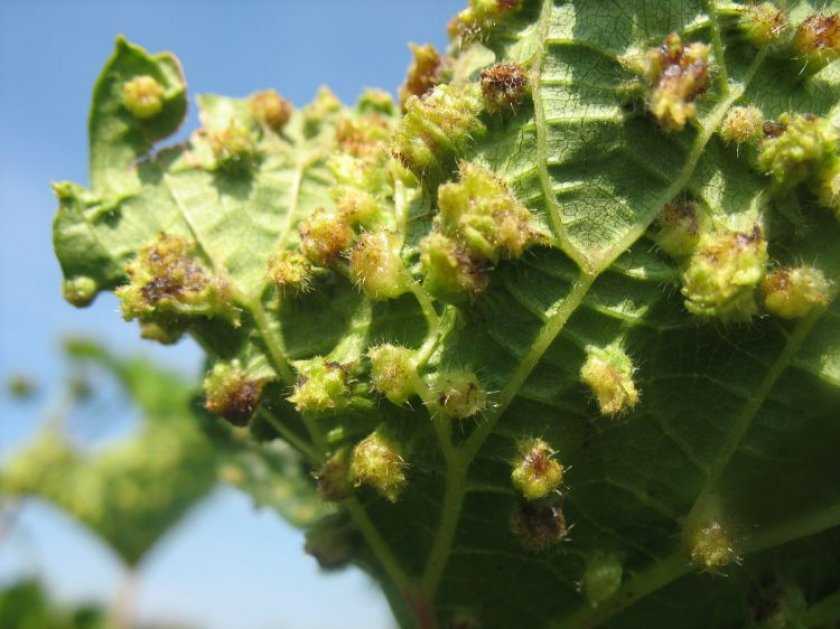 Чем опасна филлоксера для винограда: выявляем признаки и уничтожаем вредителя