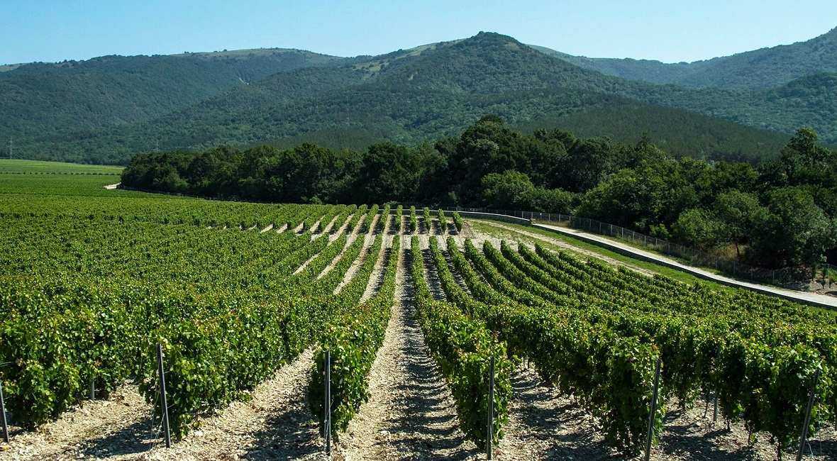 Виноделие - производство и изготовление вина, технология карбоническая мацерация