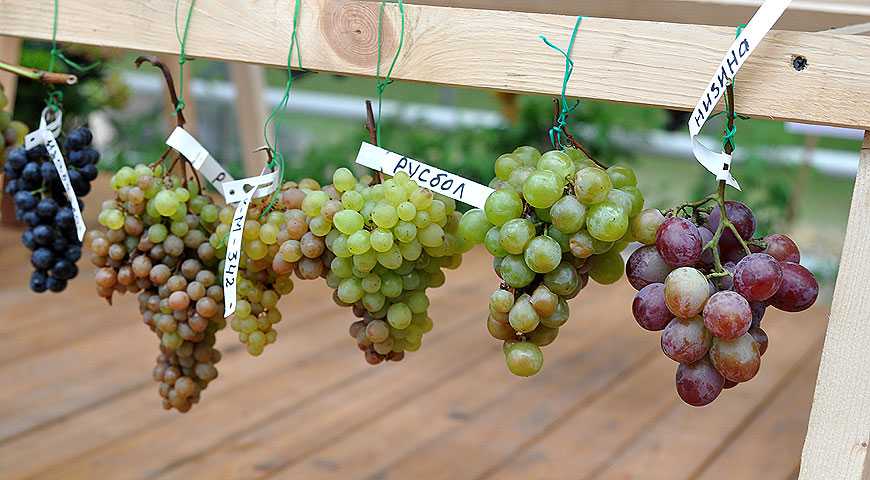 Винные сорта винограда – какие лучше для виноделия, производства вина?