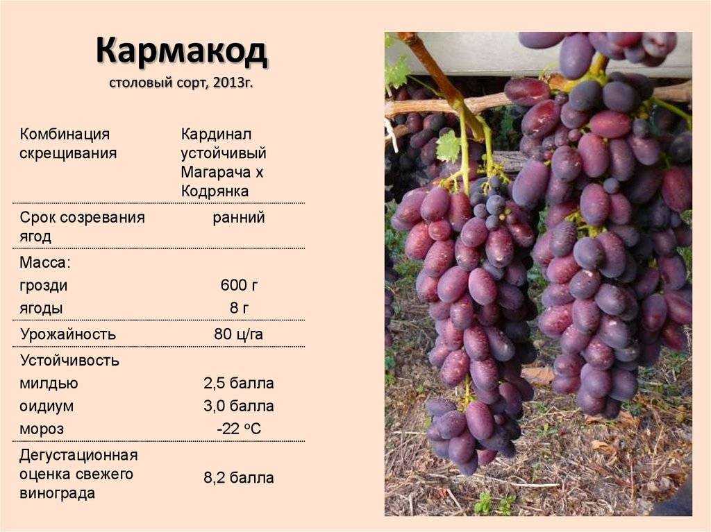 Сорта винограда ⋆ все про виновсе про вино