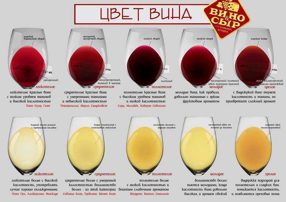 Виноделие и дегустации вина в регионе марке в италии — travel blog
