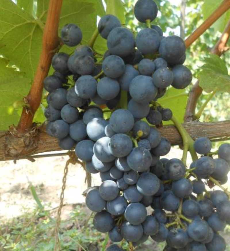 Чем уникален старинный донской сорт — виноград красностоп золотовский