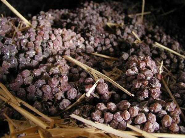 Регион виноделия жюра (jura) во франции - место производства жёлтых и соломенных вин