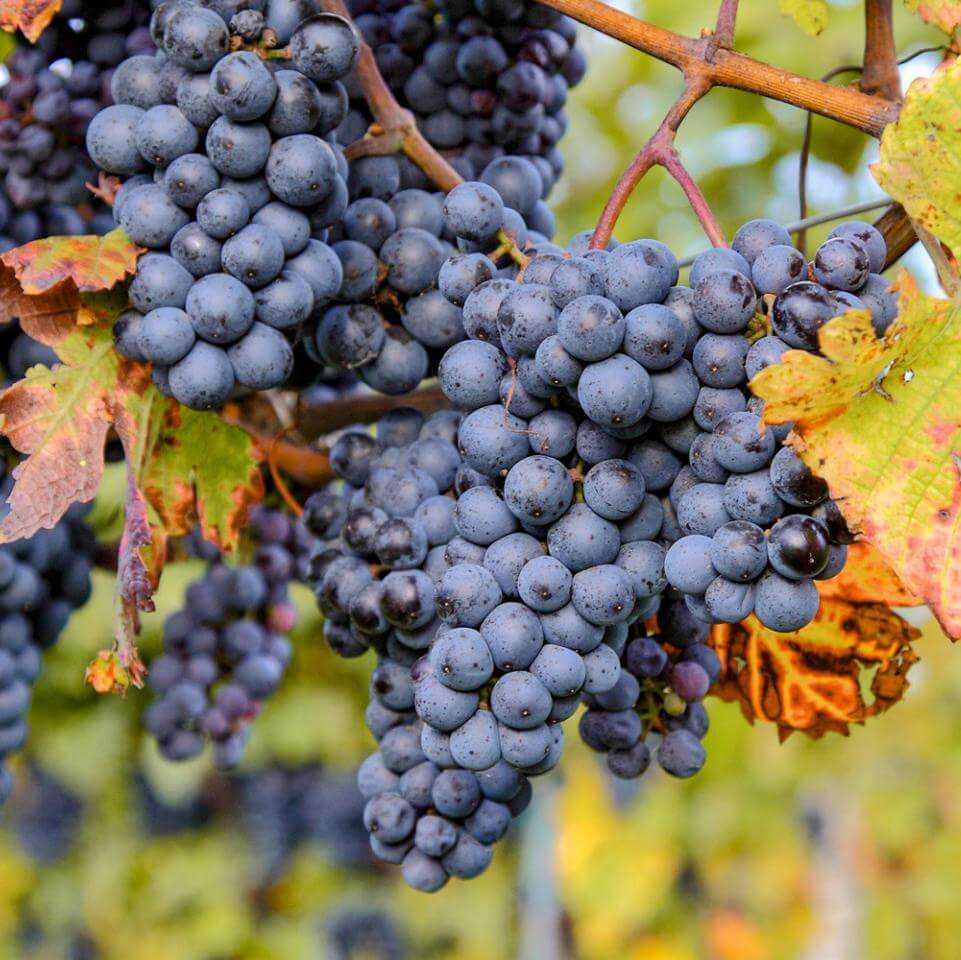 Вино из винорада шираз: описание сорта и характеристики напитка
