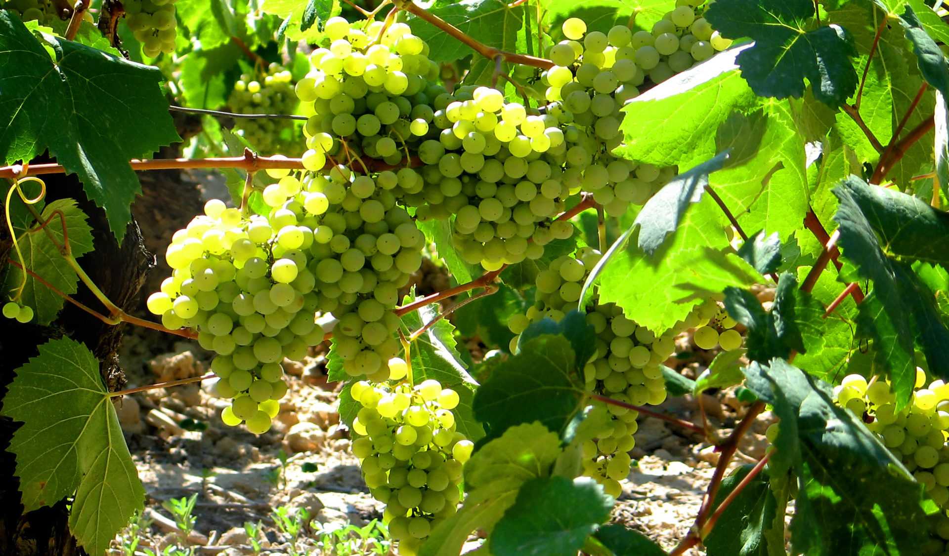 Путеводитель по 7 основным сортам белого винограда испании