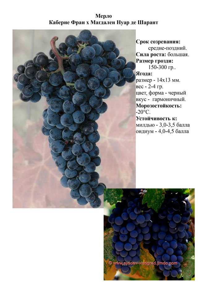Описание и характеристики сорта винограда «мерло»