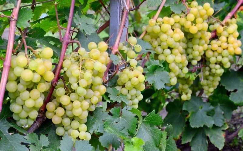 Сорта винограда для белого вина – топ лучших