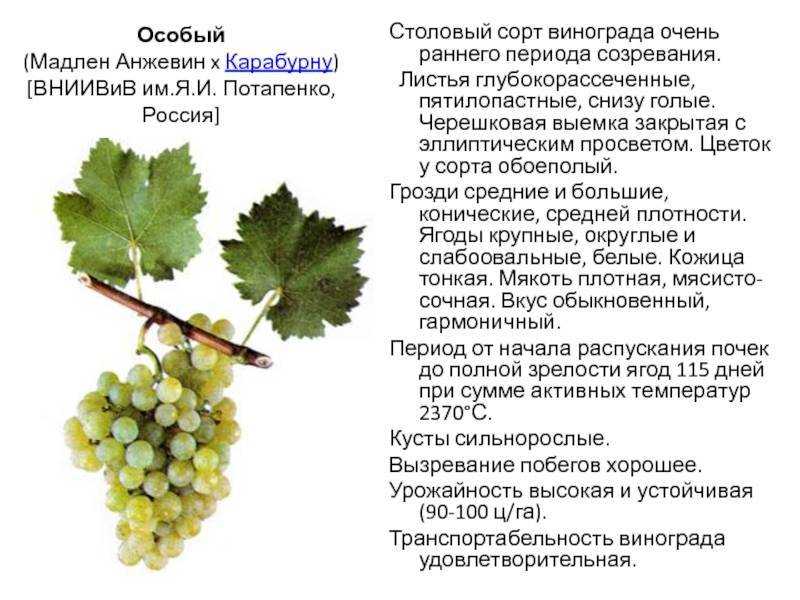 Описание винодельческого сорта из старого света — виноград рислинг