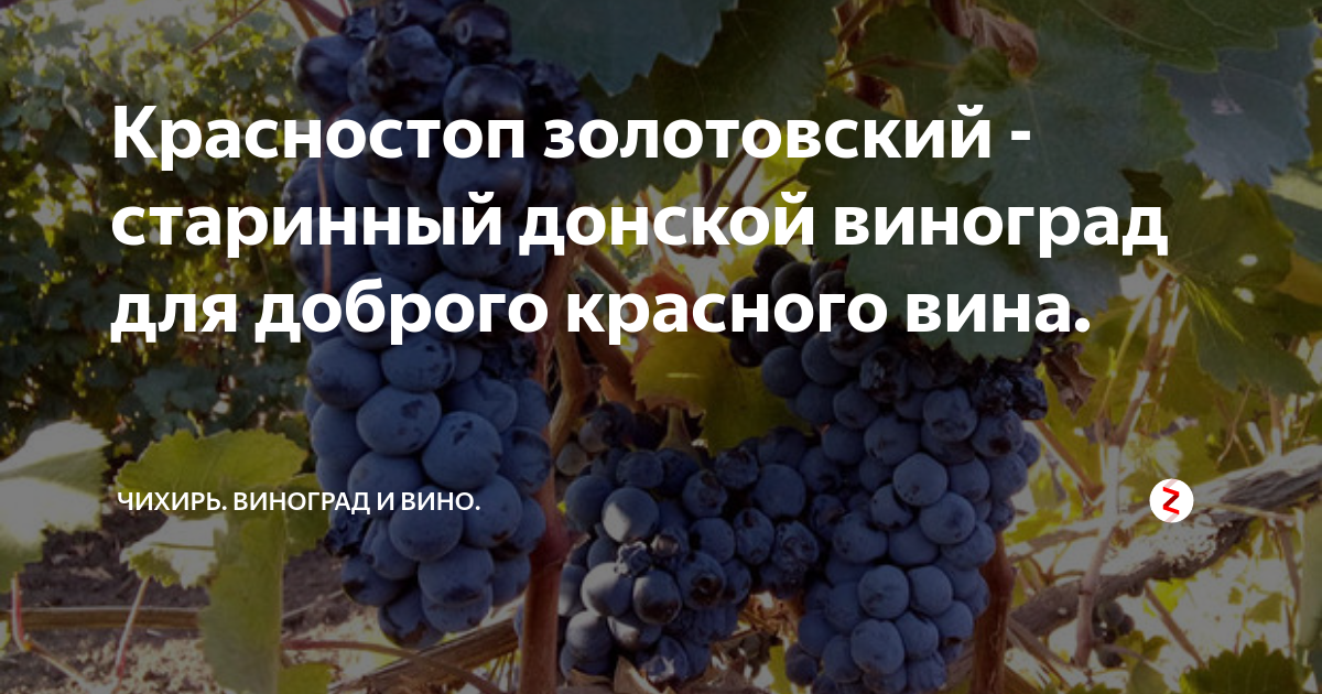 Красностоп сорт винограда: вино красное российское сухое, розовое, аромат, вкус, цвет, география, автохтон