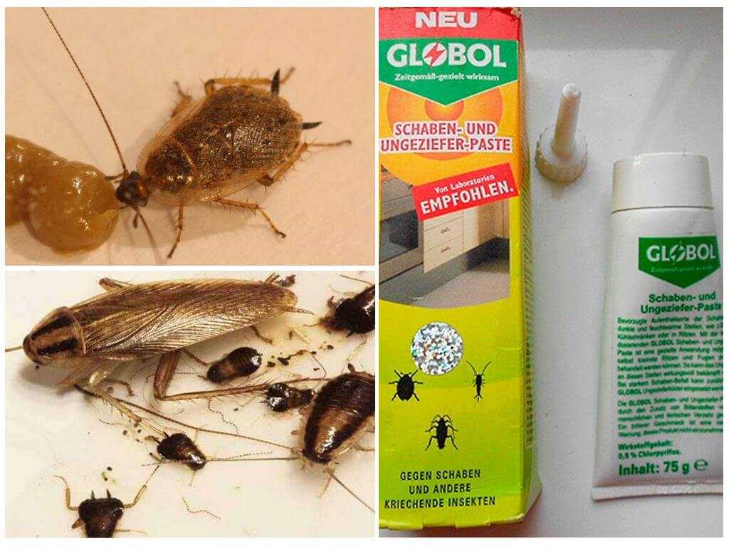 Какие порошки от тараканов наиболее эффективны
