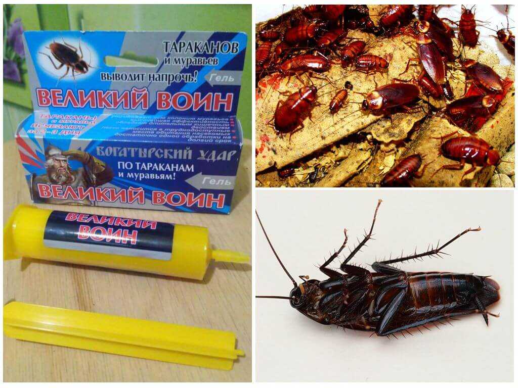 Как избавиться от тараканов в домашних условиях