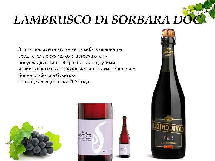 Вино ламбруско (lambrusco): виды итальянского игристого напитка, которое часто называют шампанским