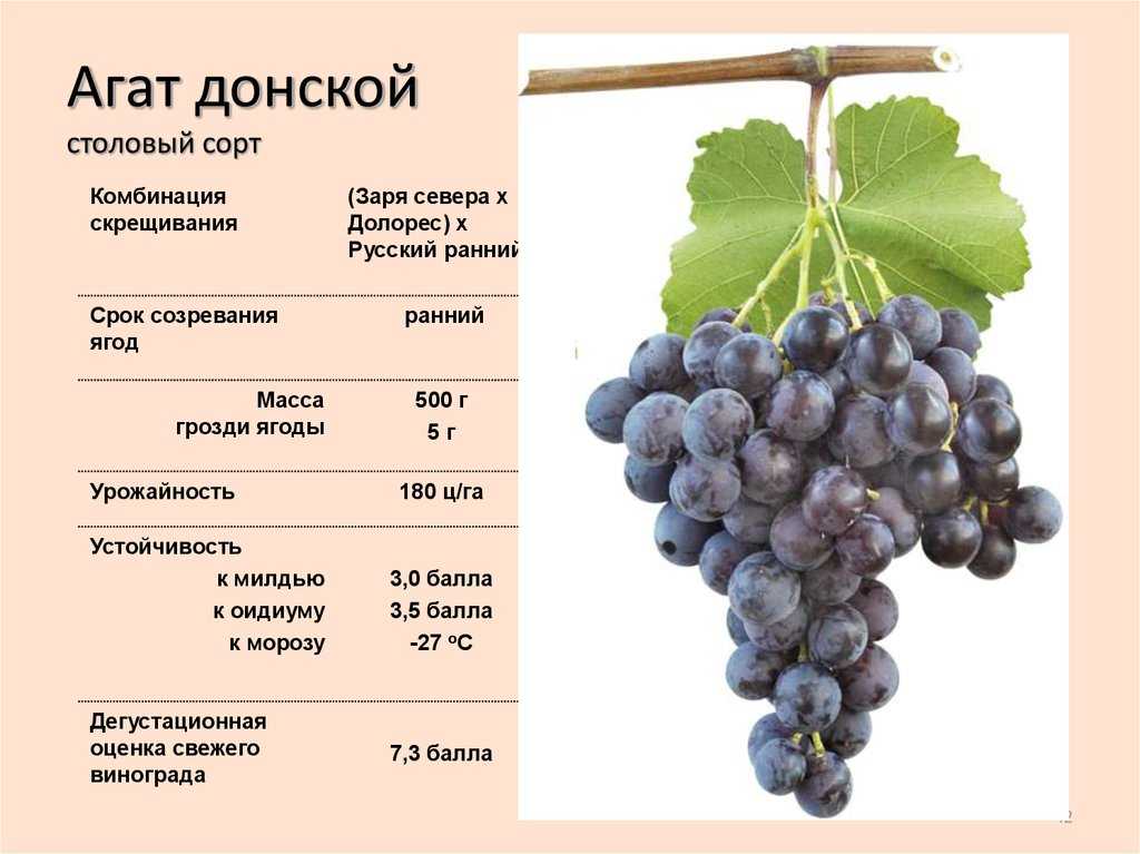 Обзор грузинских вин квеври - часть ii