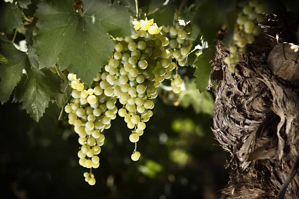 Обзор видов и марок аргентинских вин