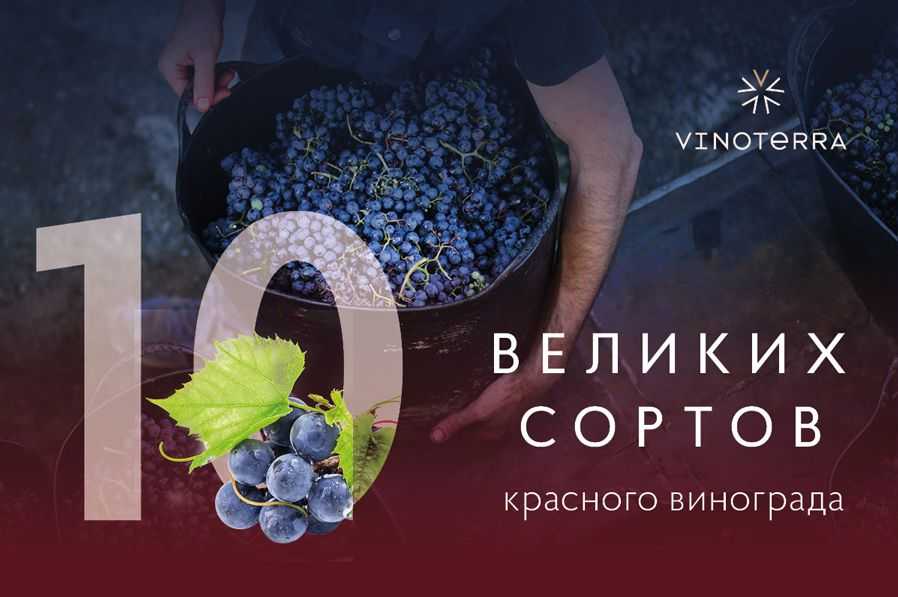 Sangiovese (санджовезе) – описание сорта винограда и получаемых из него вин