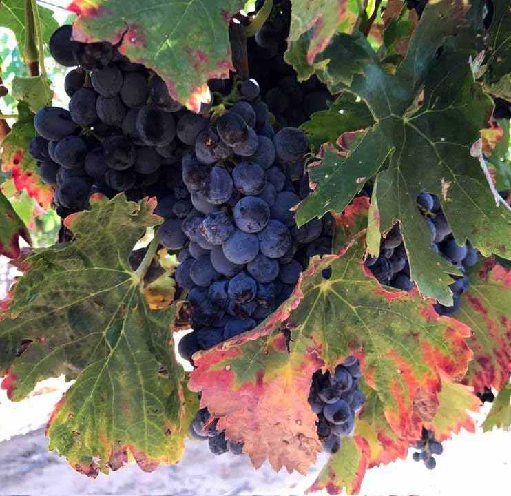 Сорт винограда бастардо (магарачский): описание, история, характеристики и так далее | я люблю вино