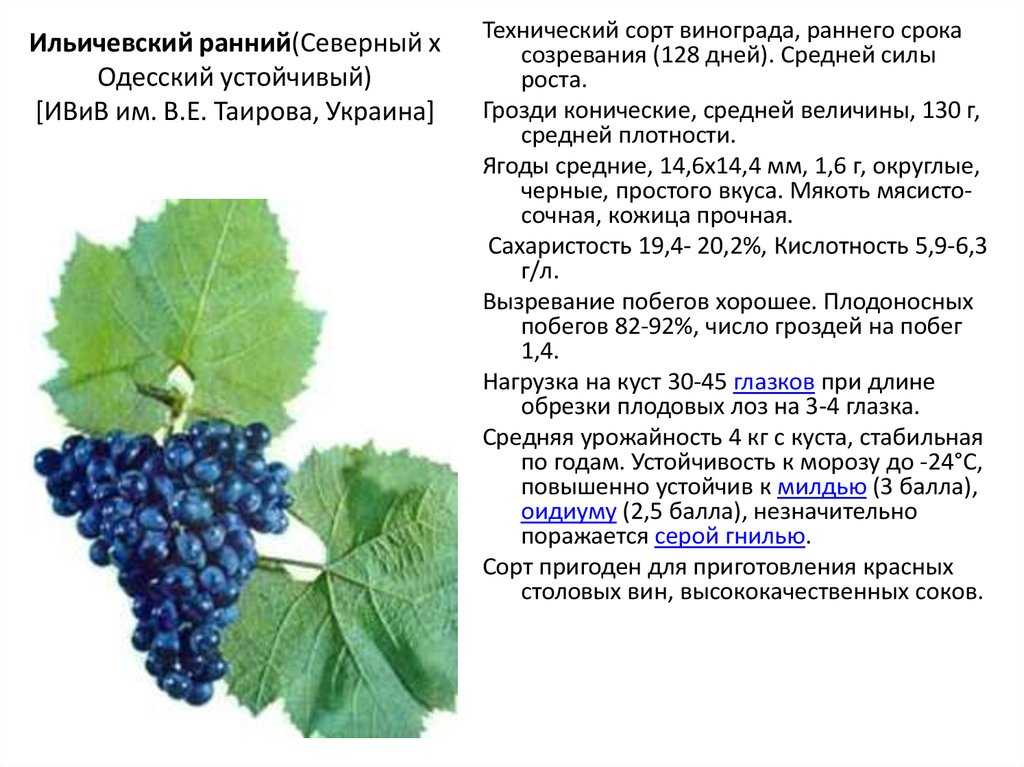 Вино санджовезе красное итальянское: сорт винограда, сухое, розовое, аромат, вкус, цвет, география