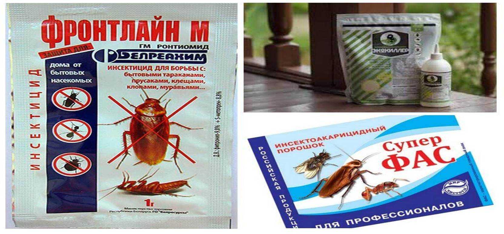 Чего боятся тараканы: 5 основных факторов