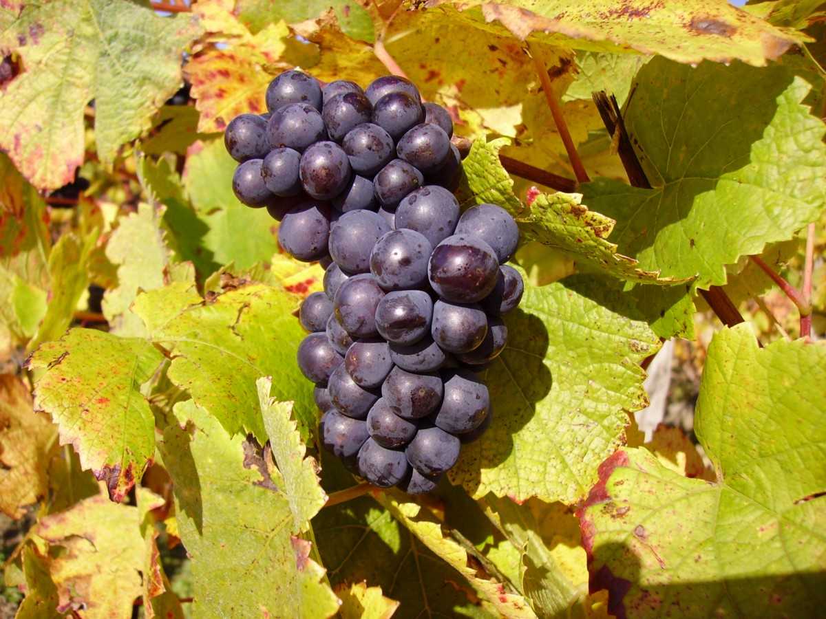 Виноград и вино пино нуар (pinot noir) – описание сорта